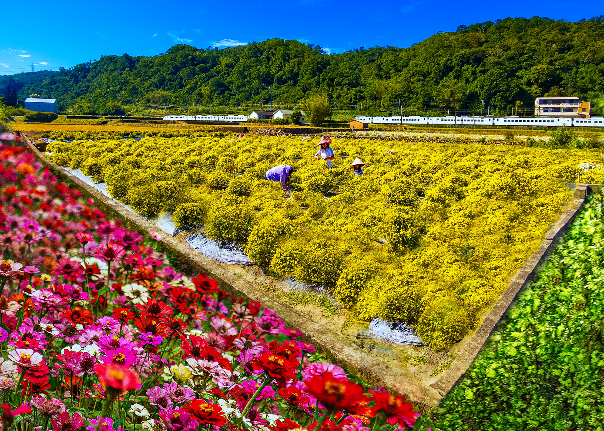銅牌 何為今 銅鑼杭菊02